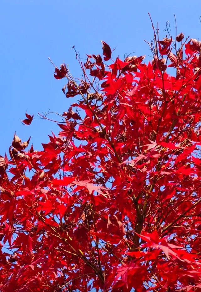 上海絕美紅葉秘境長風公園的秋天也太犯規了吧！