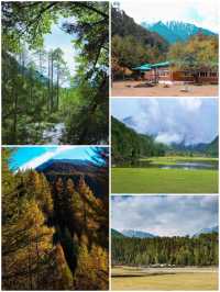 西藏林芝深度遊:邂逅雪山桃花與森林的浪漫