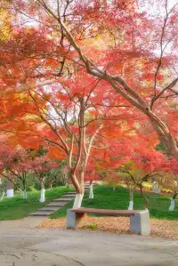 真的紅了武漢青山公園11.27實拍，美絕了