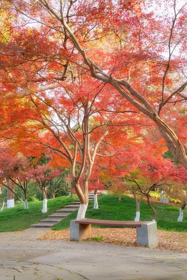 真的紅了武漢青山公園11.27實拍，美絕了