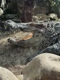 上海野生動物園最全帶娃攻略
