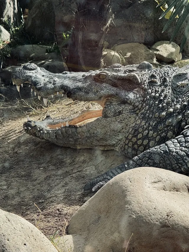 上海野生動物園最全帶娃攻略 上海野生動物園最全帶娃攻略