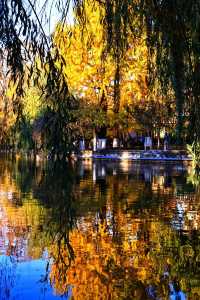 翠湖公園怎麼玩?本地人私藏路線,避開人潮賞冬櫻