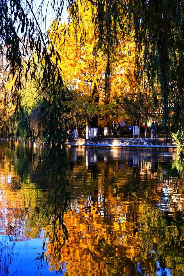翠湖公園怎麼玩?本地人私藏路線,避開人潮賞冬櫻 翠湖公園怎麼玩?本地人私藏路線,避開人潮賞冬櫻