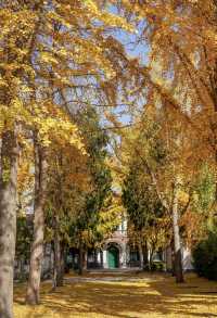 金秋銀杏下的千年古寺