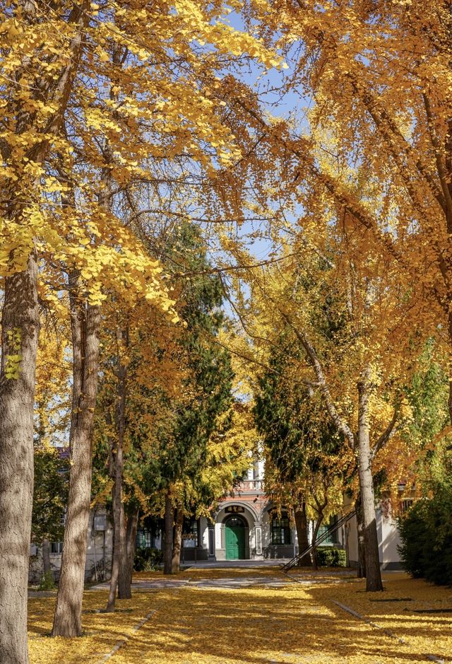 金秋銀杏下的千年古寺 金秋銀杏下的千年古寺