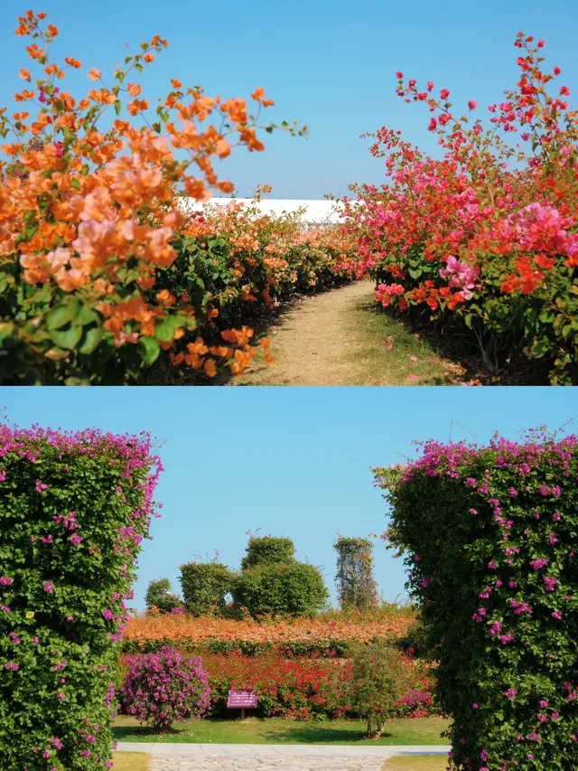 在廈門馬銮灣一起走三角梅花路啦! 在廈門馬銮灣一起走三角梅花路啦!