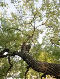 玄武湖|秋日序章