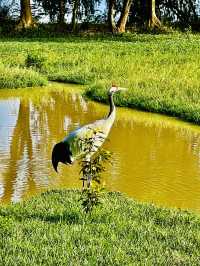 打卡肇慶丹頂鶴生態園