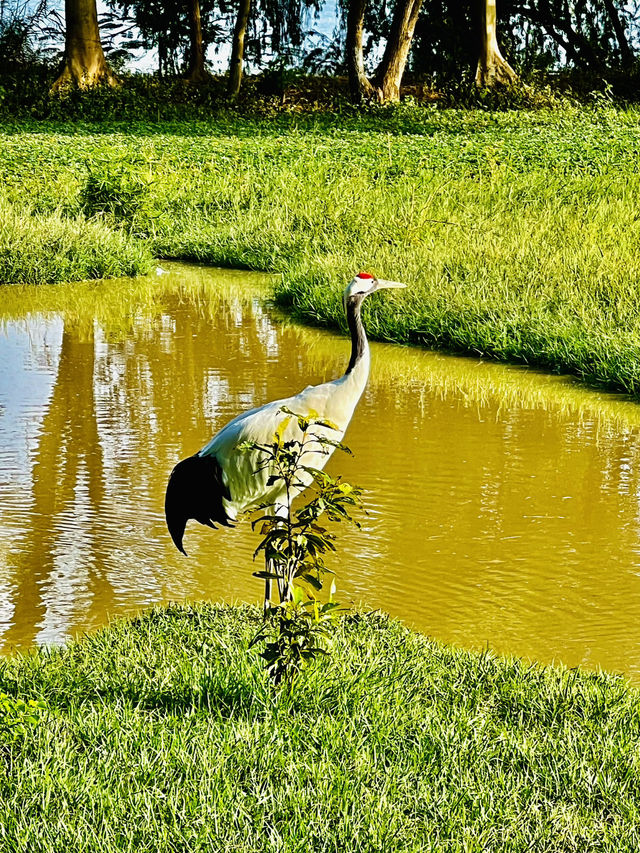 打卡肇慶丹頂鶴生態園