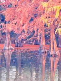 上海初冬限定浪漫|碳路者公園4點光影落羽杉