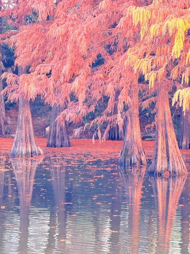 上海初冬限定浪漫|碳路者公園4點光影落羽杉 上海初冬限定浪漫|碳路者公園4點光影落羽杉