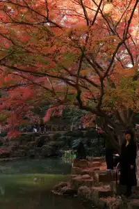 12.3|虞山紅楓進度99% (附路線圖