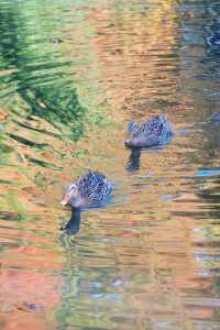 魔都市中心的“小京都”!延中廣場公園秋日拍照封神攻略