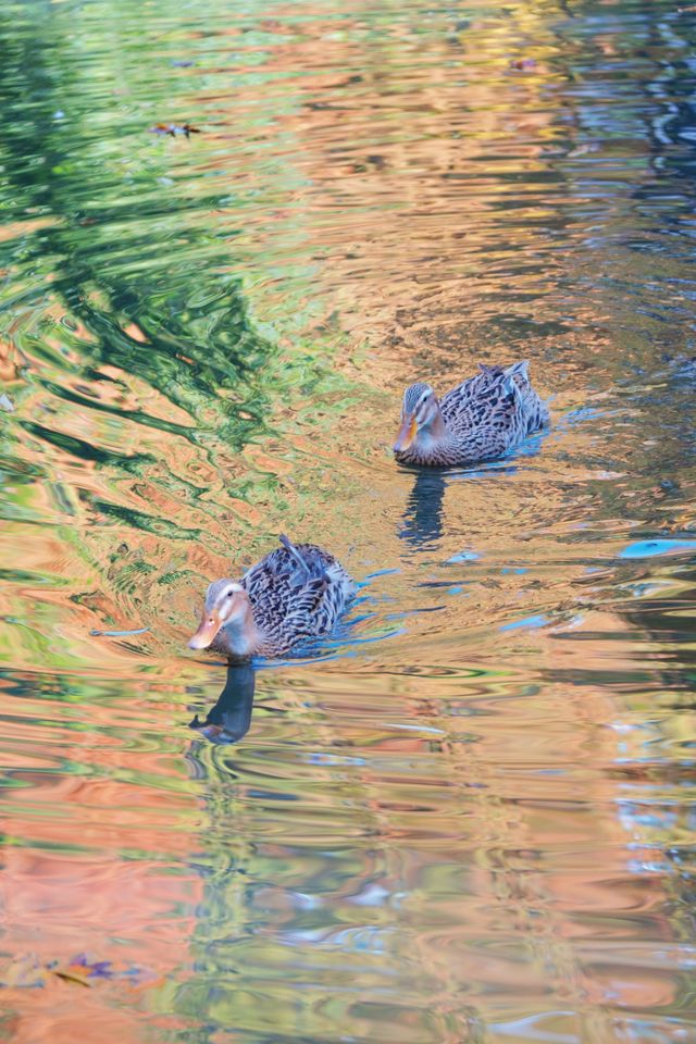 魔都市中心的“小京都”!延中廣場公園秋日拍照封神攻略 魔都市中心的“小京都”!延中廣場公園秋日拍照封神攻略