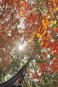 被驚艷到了!不用出滬也能欣賞到紅楓美景!