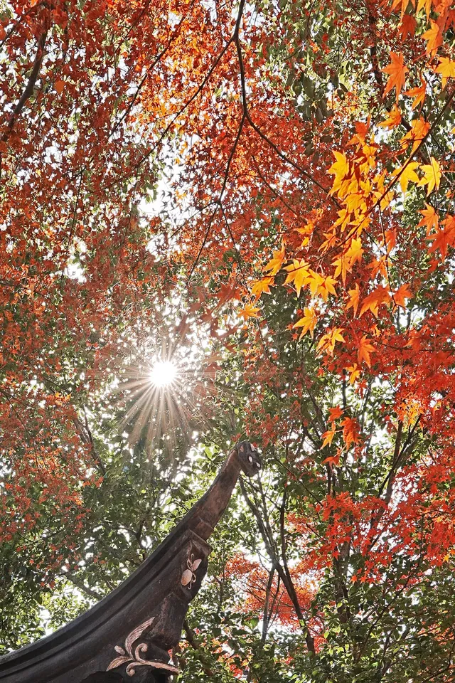 被驚艷到了!不用出滬也能欣賞到紅楓美景! 被驚艷到了!不用出滬也能欣賞到紅楓美景!