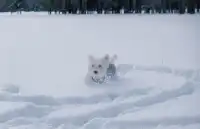 人,下雪天世界就變成了童話