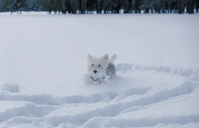 人,下雪天世界就變成了童話 人,下雪天世界就變成了童話