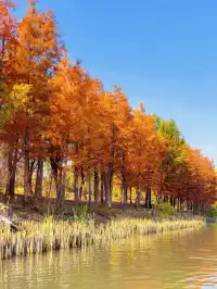 上海秋冬限定浪漫!劃進緋紅水杉秘境裡…