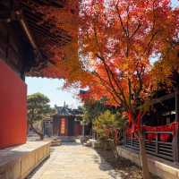 上海水下5000年｜廣富林紅楓，染透千年秋韻