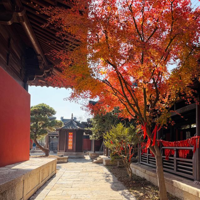 上海水下5000年｜廣富林紅楓，染透千年秋韻