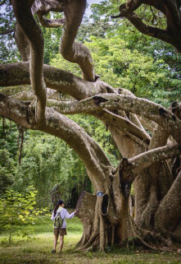 お年寄りや子供を連れてスリランカのキャンディ植物園に行く価値はあるのか？