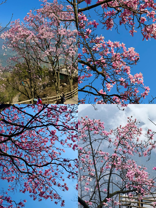 九皇山・辛夷花｜これからの一ヶ月はピンク色の季節です | Trip.com 陽春