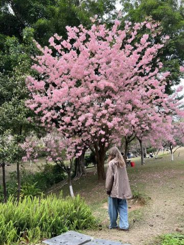 อย่าบินไปญี่ปุ่น! คู่มือชมซากุระฉบับเต็มในประเทศจีน🌸🌸🌸