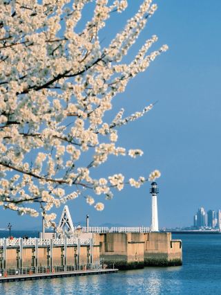 Dalian's tiniest attraction, a tree that's not so lonely