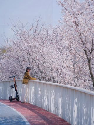 Don't crowd the city center in Zhengzhou; the cherry blossoms here are super romantic