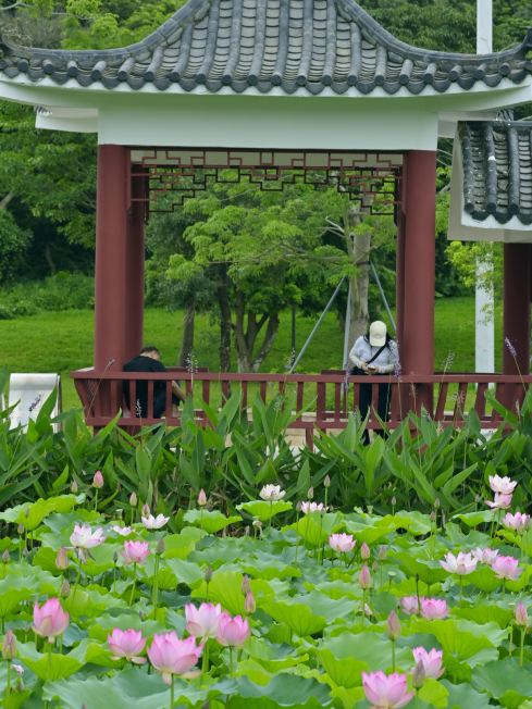 蓮花 深圳の蓮の花が先に開花｜龍崗河湿地公園・2026年最新蓮見ガイド