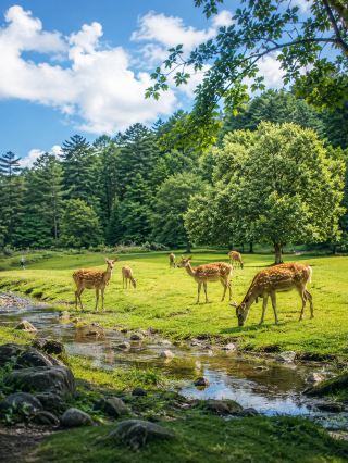 Not Nara, Not Northern Europe, Average Temp 21℃ | Yichun Forest Summer Escape Guide