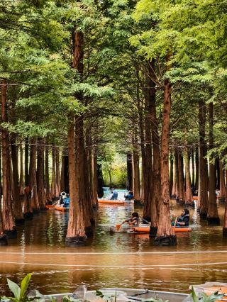 A Must-Try Kunming Experience: Clumsy Paddling in the Water Cypress Woods