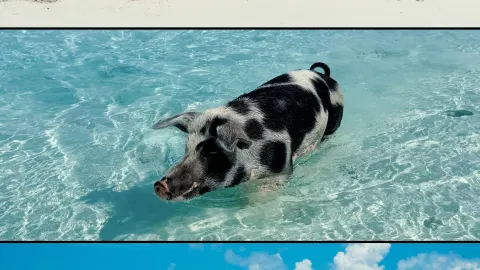 Staying on Pig Island and living like a pig is the ultimate healing! — traveler post in Exuma