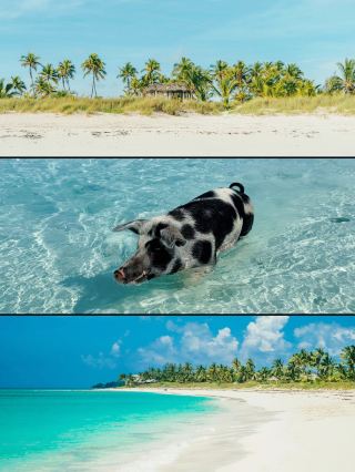 Staying on Pig Island and living like a pig is the ultimate healing!