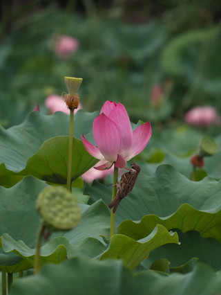 北京の蓮の花の撮影スポット