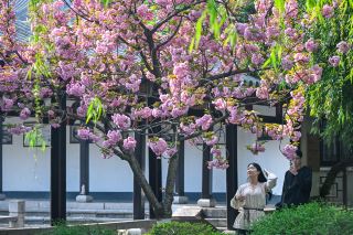 Worried about missing the cherry blossoms? No problem, the early cherry blossoms have faded, and the late cherry blossoms are taking center stage. As the 23rd Wulongtan Cherry Blossom Festival enters its second half, the late-blooming cherry blossom varieties in the park are reaching their peak.