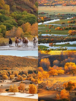 3h from Beijing suburbs to Ulan Butong, autumn beauty leaves you speechless