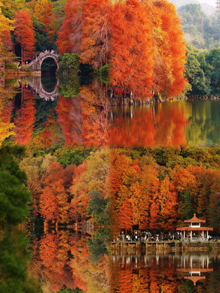 These 4 amazing spots in Shenzhen are perfect for autumn foliage in Oct–Nov...