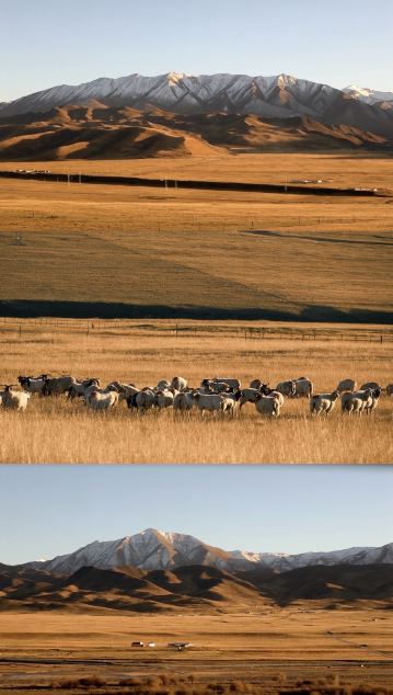 Qilian Highway No. 9 | Be a real animal on the grassland  This trip took us from Zhangye—Sunan—Erga Highway (S204)—Qilian Mountain Grassland—Xi