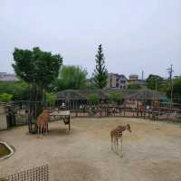 キリンを上からも下からも観察できる　京都市動物園