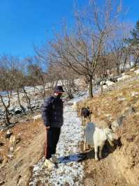 태백에서 눈구경 하기 좋은 산양목장🐏❄️