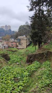 Guiyang - hills, forests and monkeys.