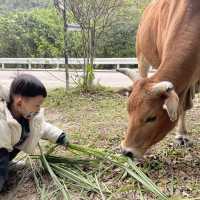 兔年好大家好探訪新界原居民