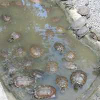 Manila Zoo
