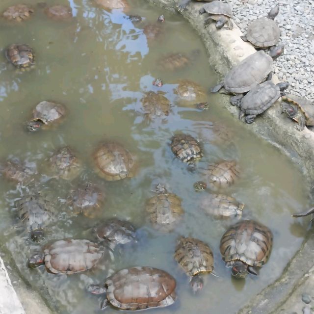 Manila Zoo