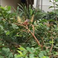 台灣開關親子遊😍台北半日市立動物園