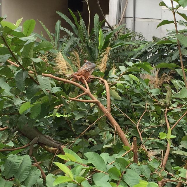 台灣開關親子遊😍台北半日市立動物園
