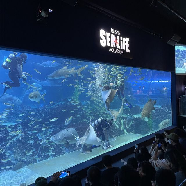 Busan SeaLife Aquarium - Awesome!